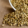 Coriander extract - Gastro ZEN Composition 